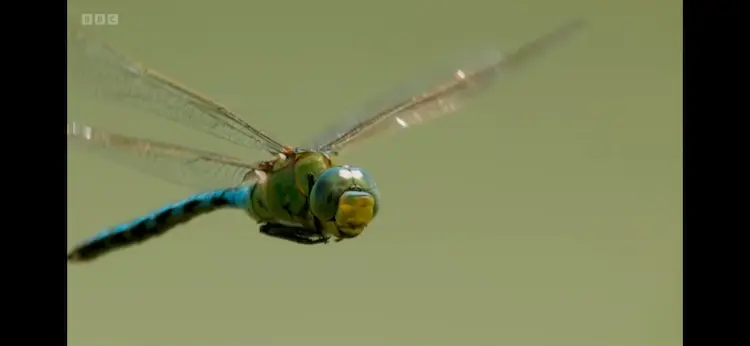 Emperor dragonfly (Anax imperator) as shown in Wild Isles - Freshwater